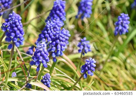Muscari · Armenian cam Muscari · Armenian cam 63460585