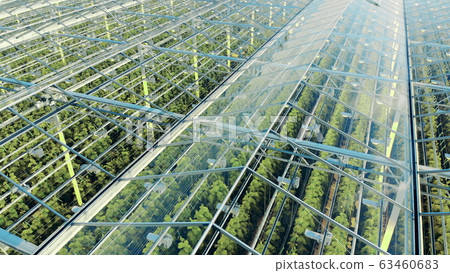 Green plantations shot through the transparent ceiling. Greenhouses aerial view, epic view on 63460683