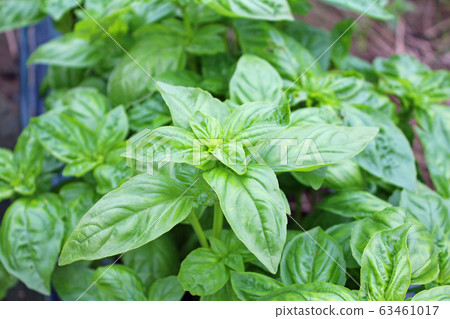 Basil field Basil field 63461017