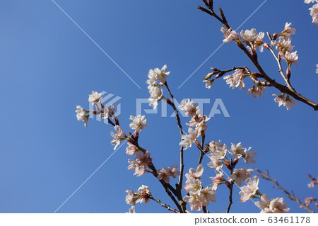 Cherry blossoms in full bloom 63461178