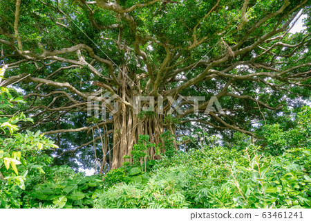 近距離拍攝位於鹿兒島縣喜界島手津久町的巨型牙祖丸樹，展現了它神秘的氣生根系和蓬勃的生命力。 63461241