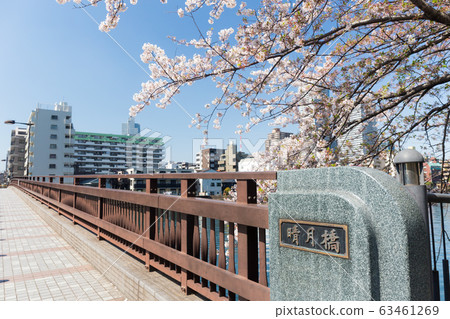 清越大橋櫻花 63461269