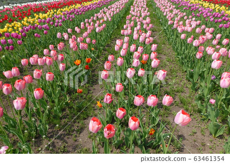 Tulips in full bloom Tulips in full bloom 63461354