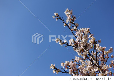 Cherry blossoms in full bloom 63461412