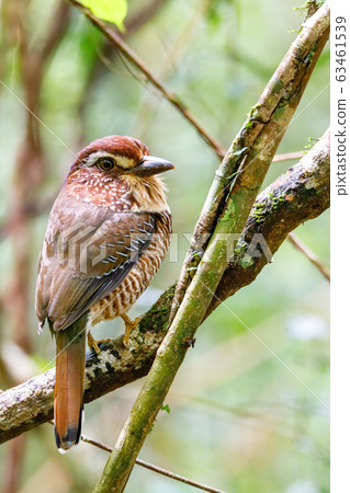 Short-legged Ground-Roller, Masoala, Madagascar Short-legged Ground-Roller, Masoala, Madagascar 63461539