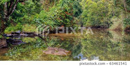 primary rainforest jungle Madagascar 63461541