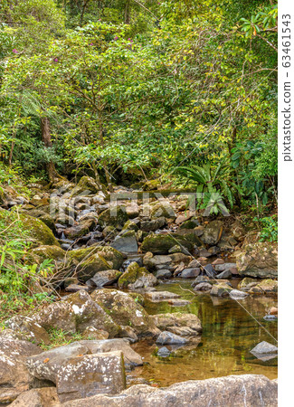 primary rainforest jungle Madagascar 63461543