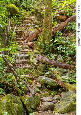 primary rainforest jungle Madagascar 63461550