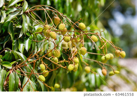 Unripe exotic fruit Lychee on tree Unripe exotic fruit Lychee on tree 63461558