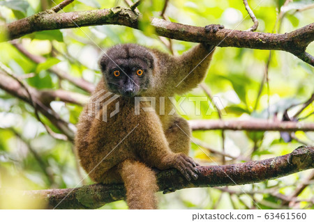 female of white-headed lemur Madagascar wildlife female of white-headed lemur Madagascar wildlife 63461560