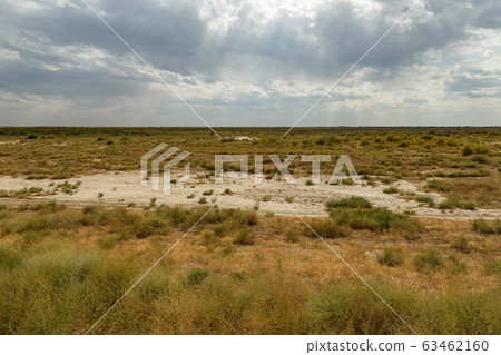 shrub and grass in the steppe, Kazakhstan 63462160