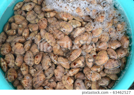 Surf clam, Short necked clam, Carpet clam, Venus Surf clam, Short necked clam, Carpet clam, Venus 63462527