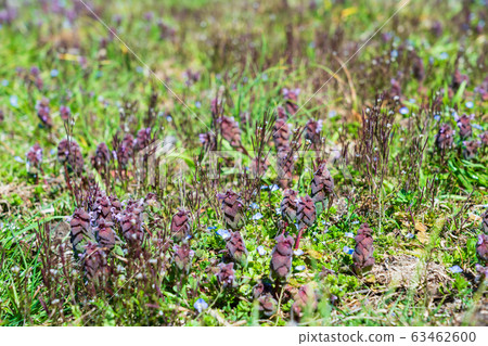 Spring field flowers 63462600