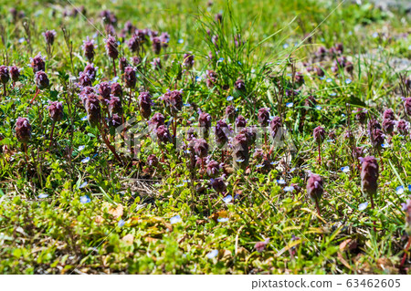 Spring field flowers 63462605