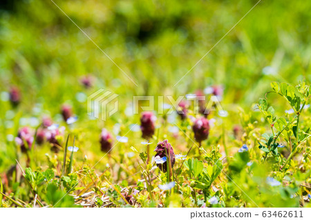Spring field flowers 63462611