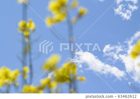 Rape blossoms 63462612