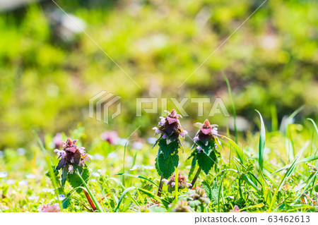 Spring field flowers 63462613
