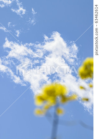 Rape blossoms 63462614