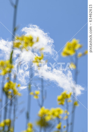 強姦開花 63462615