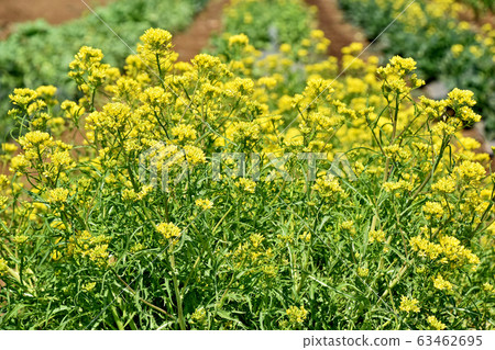 強姦開花 強姦開花 63462695