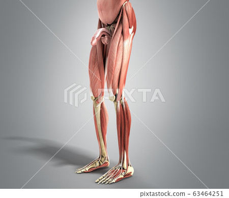 Human Muscle Anatomy 3d render on grey 63464251