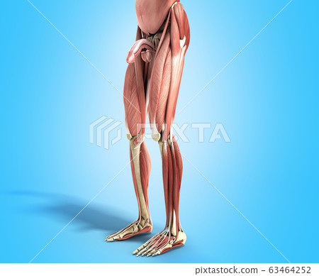 Human Muscle Anatomy 3d render on blue Human Muscle Anatomy 3d render on blue 63464252