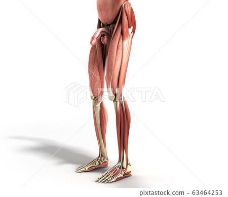 Human Muscle Anatomy 3d render on white 63464253