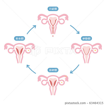 womb, physiology, cycle 63464315