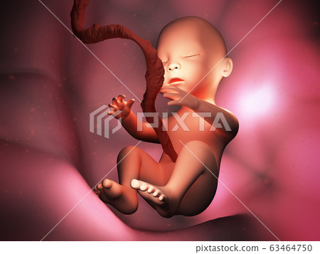 Human embryo inside body 3d illustration image Human embryo inside body 3d illustration image 63464750