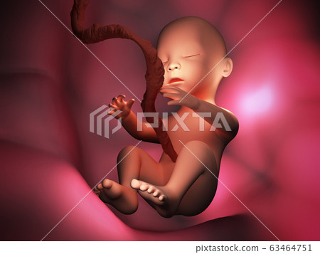 Human embryo inside body 3d illustration image 63464751