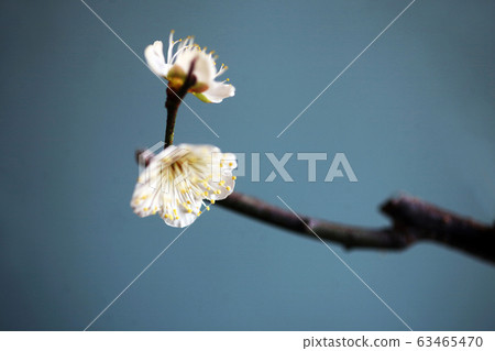 梅花綠色花萼花 梅花綠色花萼花 63465470