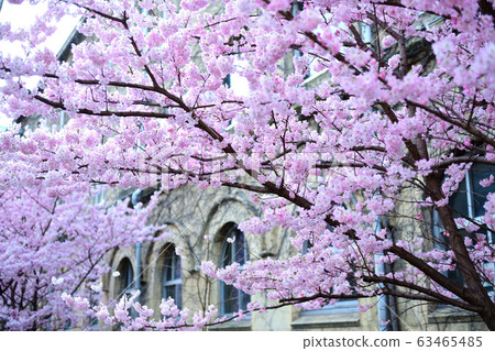 Former Kyoto Municipal Narita Junior High School Sakura 2020 63465485