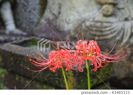 [Tokyo] Tabata cluster amaryllis at Tokakuji Temple 63465523