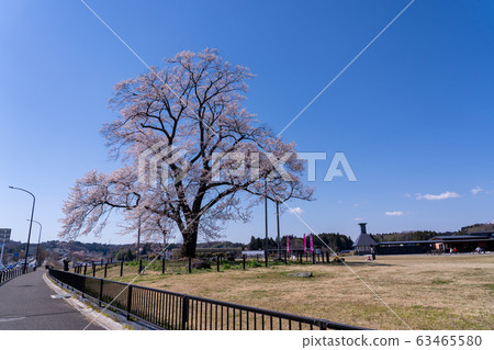 福島縣日本松市市道足立櫻花 福島縣日本松市市道足立櫻花 63465580