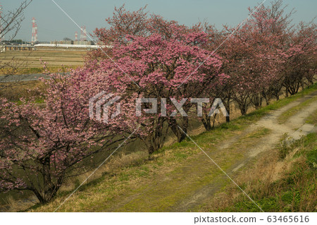 Tokaido Shinkansen and Sakura Tokaido Shinkansen and Sakura 63465616