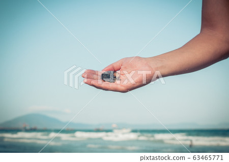 beautiful Sea shell on the man's hand 63465771