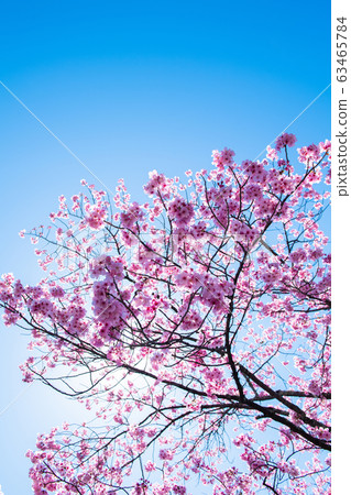 Sakura 2020 63465784