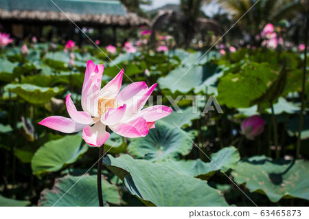 This beautiful waterlily or lotus flower is 63465873