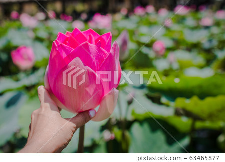 This beautiful waterlily or lotus flower is 63465877