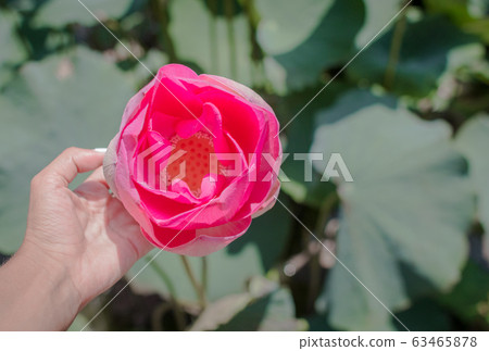 This beautiful waterlily or lotus flower is 63465878