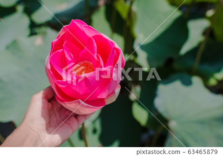 This beautiful waterlily or lotus flower is 63465879