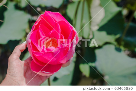 This beautiful waterlily or lotus flower is 63465880