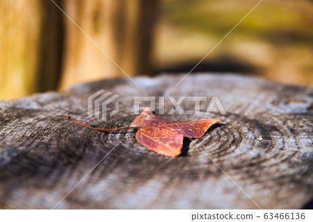 Kotori no Mori (Santokuen) A log chair with a fallen leaf 2 Higashi Ward, Okayama City, Okayama Prefecture Kotori no Mori (Santokuen) A log chair with a fallen leaf 2 Higashi Ward, Okayama City, Okayama Prefecture 63466136