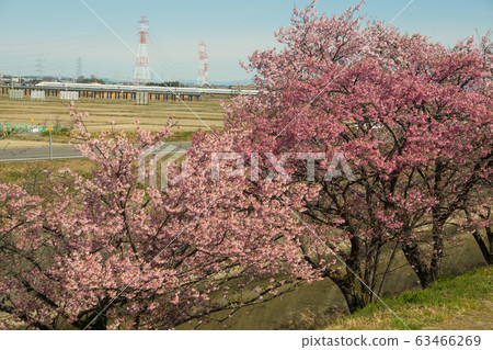 東海道新幹線和櫻花樹 東海道新幹線和櫻花樹 63466269