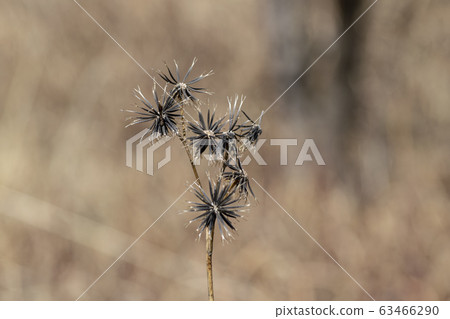 三葉鬼針草 三葉鬼針草 63466290