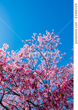 Cherry Blossoms Cherry Blossoms 63466329
