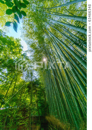 京都G園寺竹林 京都G園寺竹林 63466348