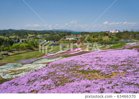 Shibazakura in Omori Park, Yokote City, Akita Prefecture 63466370