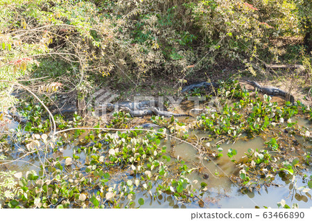 Beautiful Pantanal landscape, South America, 63466890