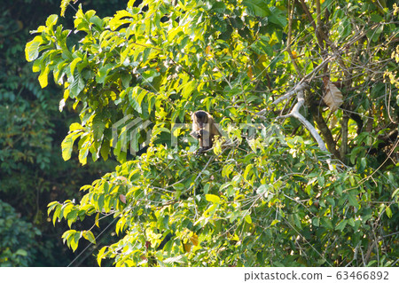 Tufted capuchin monkey on the nature in Pantanal, 63466892